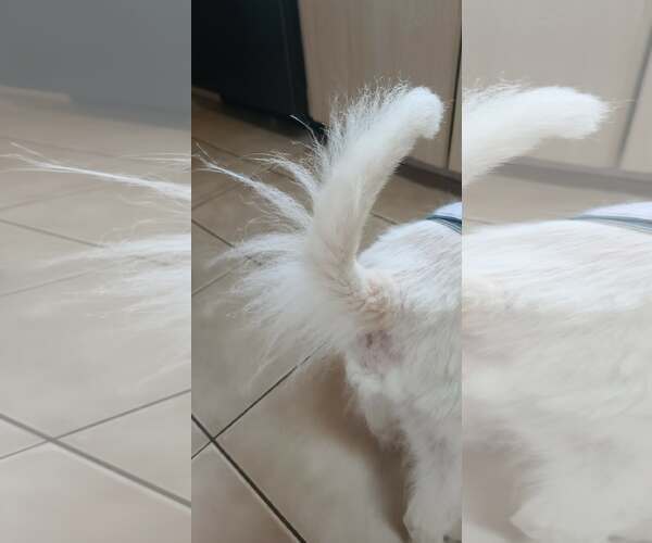 Medium Photo #11 American Eskimo Dog Puppy For Sale in Pikesville, MD, USA