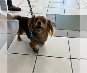 Chihuahua Dogs for adoption in Derwood, MD, USA