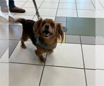 *PIPSQUEAK - Female Chihuahua Dog for Adoption - Small photo