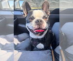 Small #3 Faux Frenchbo Bulldog