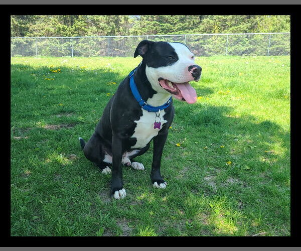 Medium Photo #4 American Pit Bull Terrier-Unknown Mix Puppy For Sale in Crystal, MN, USA