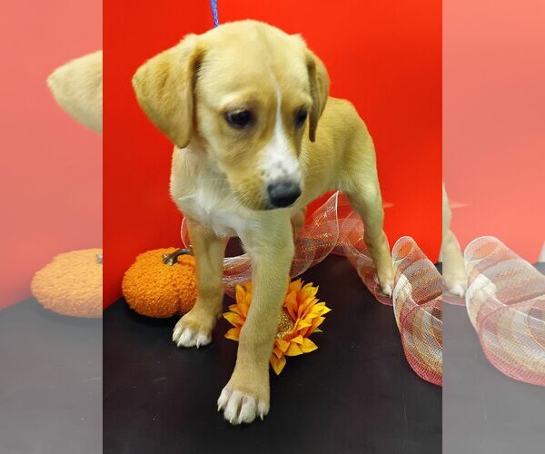 Medium Photo #4 Beagle-Vizsla Mix Puppy For Sale in Attalka, AL, USA
