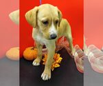 Small #3 Beagle-Vizsla Mix