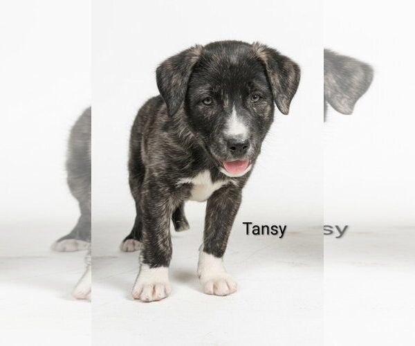 Medium Photo #1 Mutt Puppy For Sale in Chinook, MT, USA