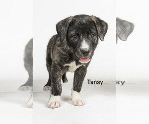 Mutt Dogs for adoption in Chinook, MT, USA