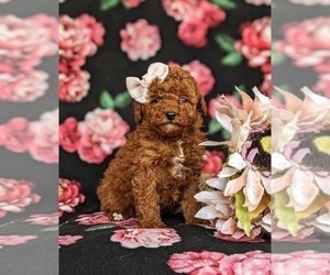 Poodle (Toy) Puppy for sale in KINZERS, PA, USA