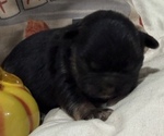 Image preview for Ad Listing. Nickname: Simon