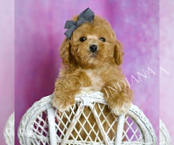 Medium Photo #25 Poodle (Miniature) Puppy For Sale in WARSAW, IN, USA