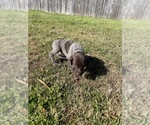 Small Photo #20 German Shorthaired Pointer Puppy For Sale in ELIZABETH CITY, NC, USA