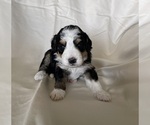 Puppy Eleanor Miniature Bernedoodle