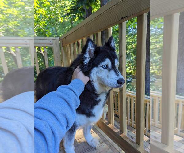 Medium Photo #6 Siberian Husky-Unknown Mix Puppy For Sale in Holly Springs, NC, USA