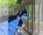 Small #5 Siberian Husky Mix