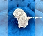 Small Photo #21 French Bulldog Puppy For Sale in LOUISVILLE, KY, USA
