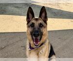 Small #1 German Shepherd Dog