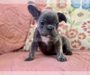 French Bulldog Puppy for sale in NEWTON, NJ, USA