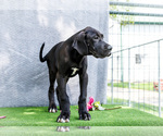 Small #5 Great Dane