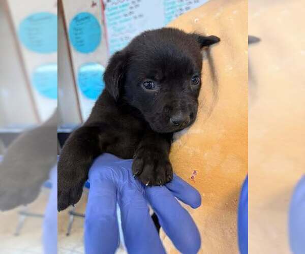 Medium Photo #6 Labrador Retriever-Unknown Mix Puppy For Sale in New York, NY, USA