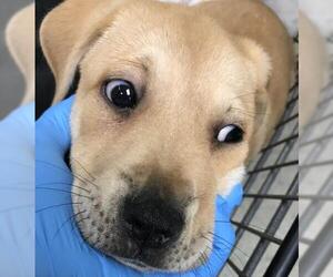 American Pit Bull Terrier Dogs for adoption in Conroe, TX, USA