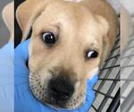 Small American Pit Bull Terrier
