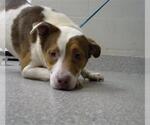 Small American Pit Bull Terrier Mix