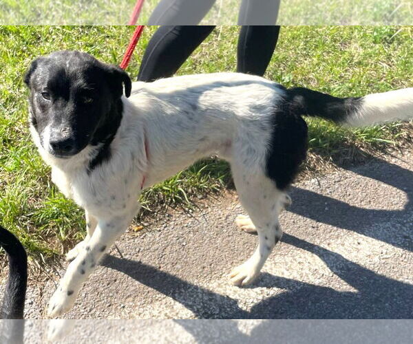 Medium Photo #7 Border Collie-Unknown Mix Puppy For Sale in Rockaway, NJ, USA