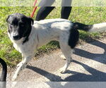 Small #6 Border Collie Mix