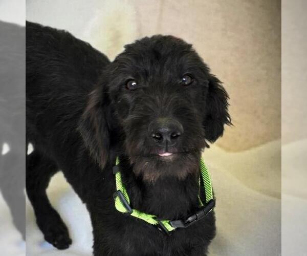 Medium Photo #2 Miniature Labradoodle Puppy For Sale in San Diego, CA, USA