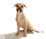 Small #1 French Bulldog-Siberian Husky Mix