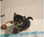 Small Photo #4 Shiba Inu Puppy For Sale in FAIRVIEW HEIGHTS, IL, USA