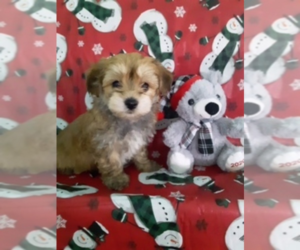 Medium Photo #1 Yo-Chon Puppy For Sale in SCOTTVILLE, MI, USA