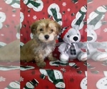 Small Photo #1 Yo-Chon Puppy For Sale in SCOTTVILLE, MI, USA