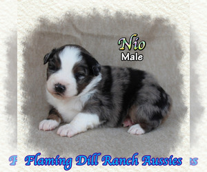 French Bulldog Puppy for sale in FORESTBURG, TX, USA