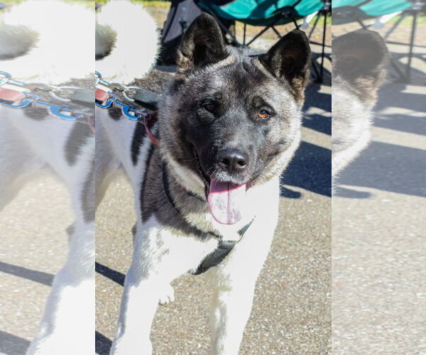 Medium Photo #3 Akita-Unknown Mix Puppy For Sale in Princeton, MN, USA