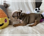 Small Photo #16 English Bulldog Puppy For Sale in JOHNS ISLAND, SC, USA