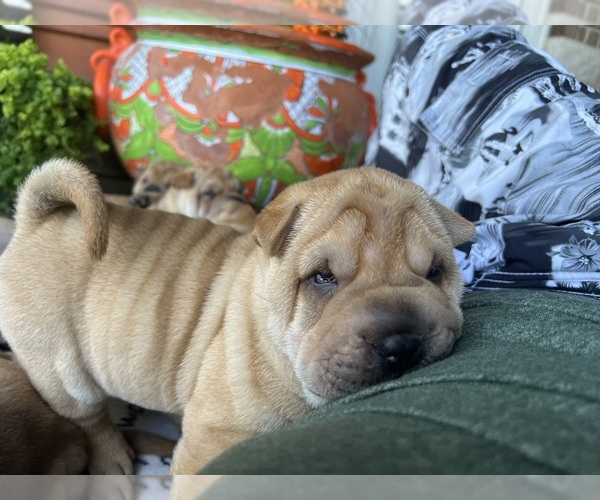 Medium Photo #4 Chinese Shar-Pei Puppy For Sale in FORT WORTH, TX, USA