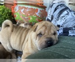 Small #3 Chinese Shar-Pei