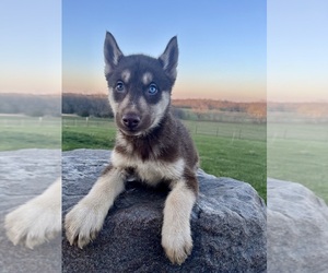 Siberian Husky Puppy for sale in DEARBORN, MO, USA