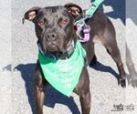 Small #18 American Pit Bull Terrier-Labrador Retriever Mix