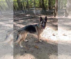 German Shepherd Dog Dogs for adoption in LOGANVILLE, GA, USA