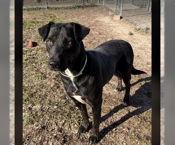 Medium Photo #2 American Pit Bull Terrier-Unknown Mix Puppy For Sale in Conroe, TX, USA