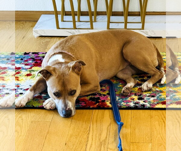 Medium Photo #12 Mutt Puppy For Sale in Fargo, ND, USA