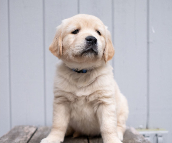 Medium Photo #1 Golden Retriever Puppy For Sale in TEWKSBURY, MA, USA