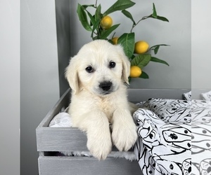 English Cream Golden Retriever Puppy for sale in FRANKLIN, IN, USA