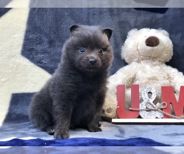Medium Photo #3 Pomeranian Puppy For Sale in CLAY, PA, USA