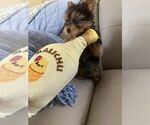 Puppy 5 Yorkshire Terrier
