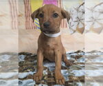 Small Rhodesian Ridgeback Mix