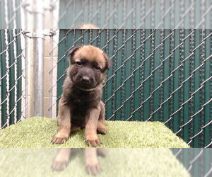 German Shepherd Dog Dogs for adoption in Downey, CA, USA