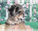Small Photo #5 Poodle (Miniature) Puppy For Sale in MIDDLEBURG, FL, USA