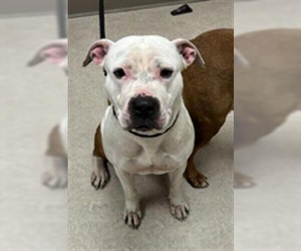 Medium Photo #1 Mutt Puppy For Sale in Saginaw, MI, USA