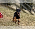 Small #5 Doberman Pinscher